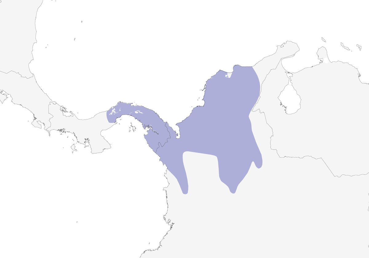 Southern Bentbill, Distribution 1