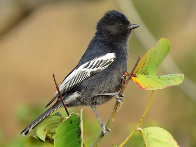 Southern Black-Tit