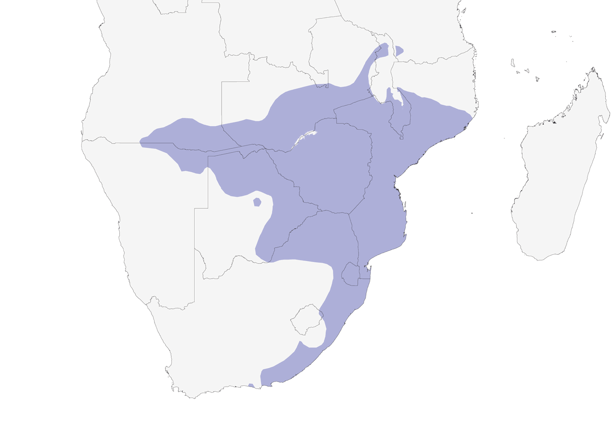 Cincia nera meridionale, Distribuzione 1