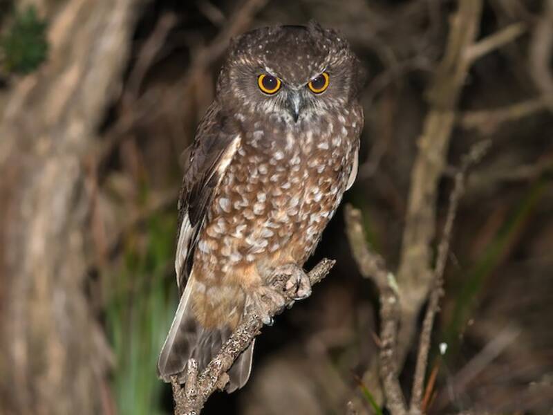 Ninox de Tasmanie