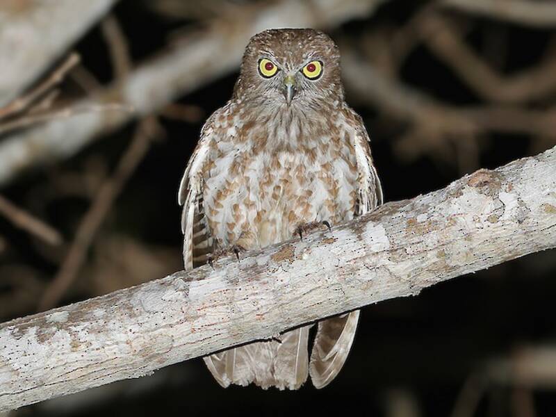 Ninox di Rote, Foto 4