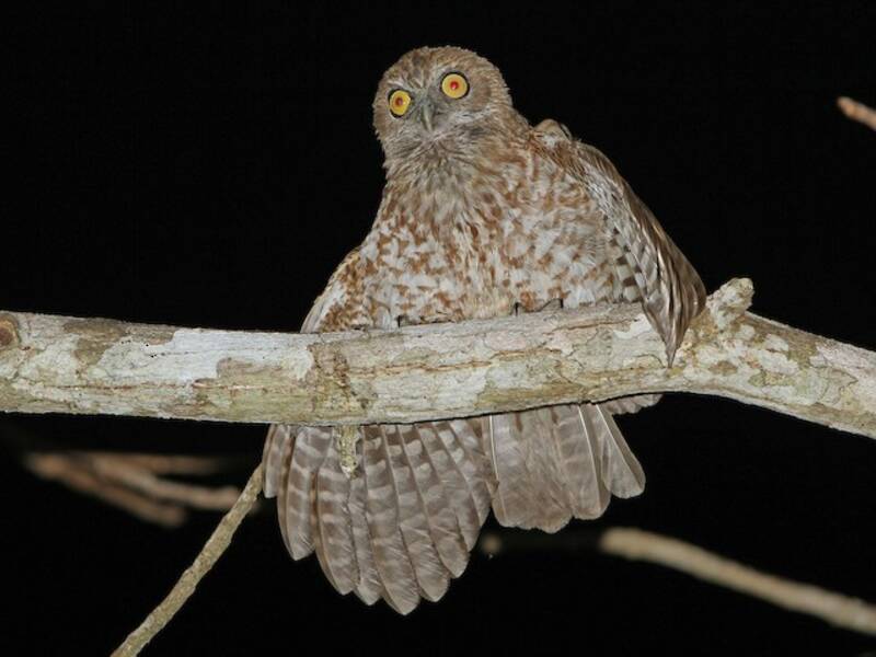 Ninox di Rote, Foto 2