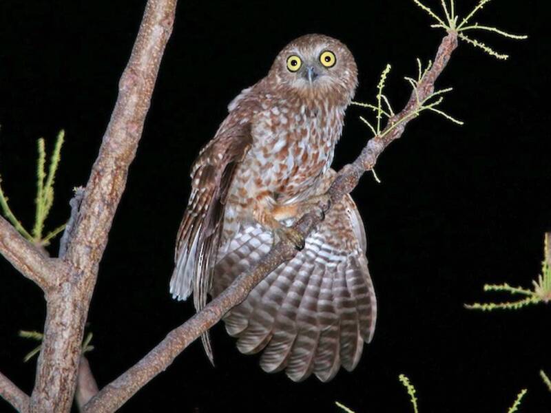Ninox di Rote, Foto 3