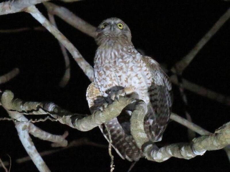 Ninox di Rote - Ninox rotiensis