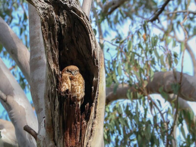 Australian Boobook (Ninox boobook)