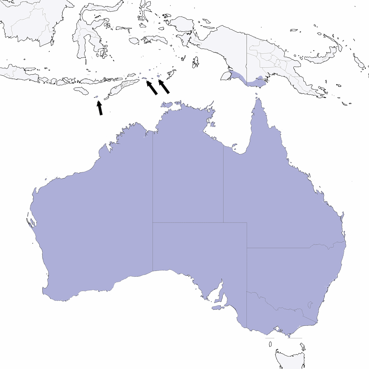 Nínox Australiano, Distribución 1