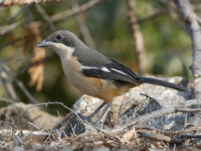 Southern Boubou