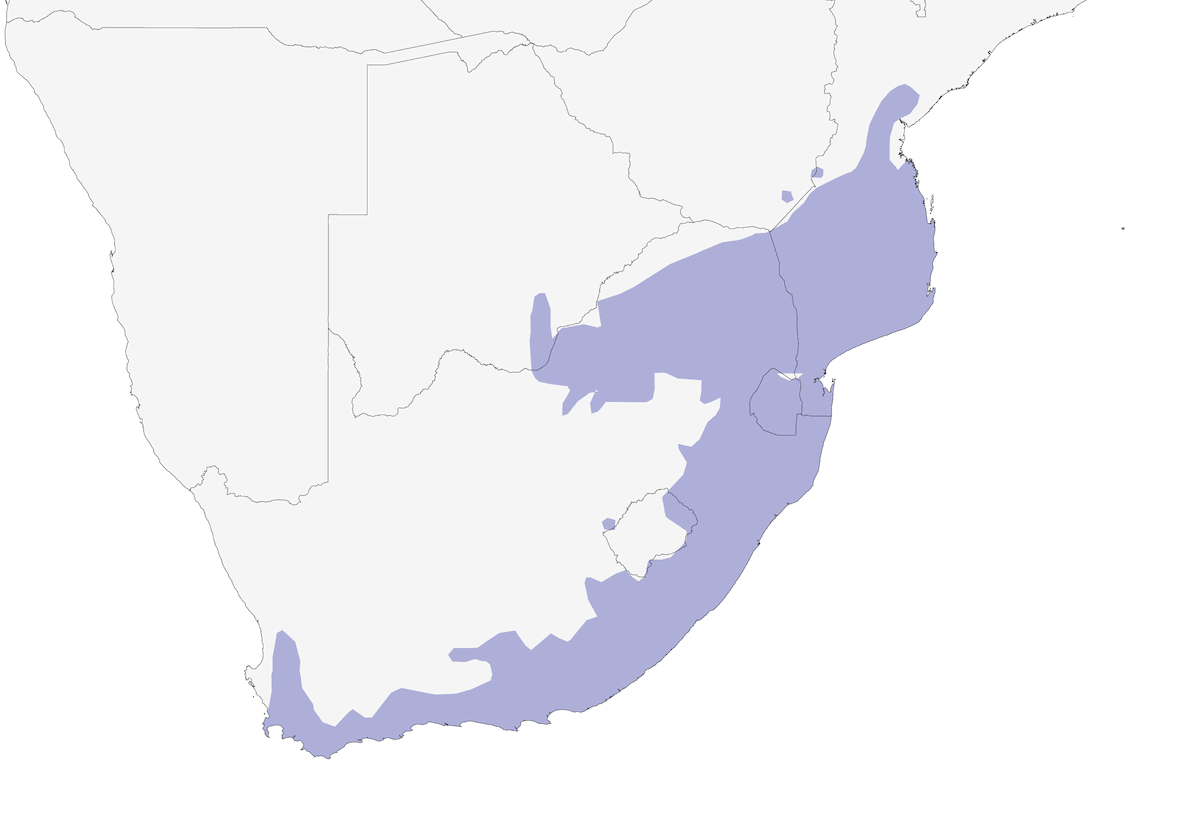 Bubú Sureño, Distribución 1