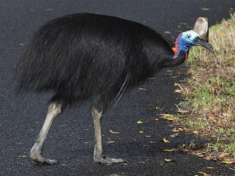 Southern Cassowary (Casuarius casuarius)