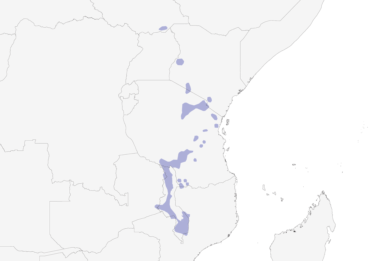 Fanello citrino meridionale, Distribuzione 1