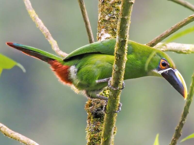 Southern Emerald-Toucanet, Photos 4
