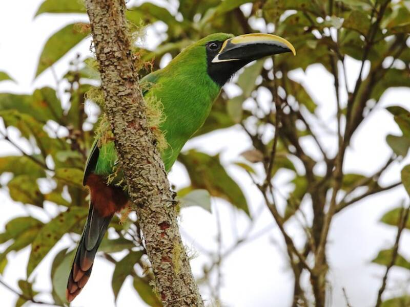 Southern Emerald-Toucanet, Photos 2