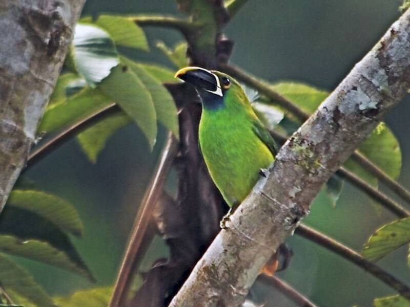 Southern Emerald-Toucanet, Photos 3