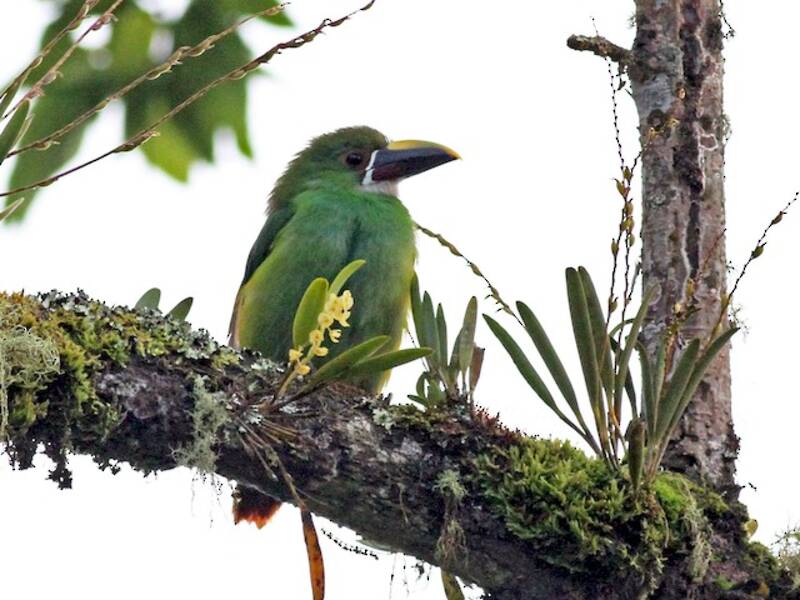 Southern Emerald-Toucanet