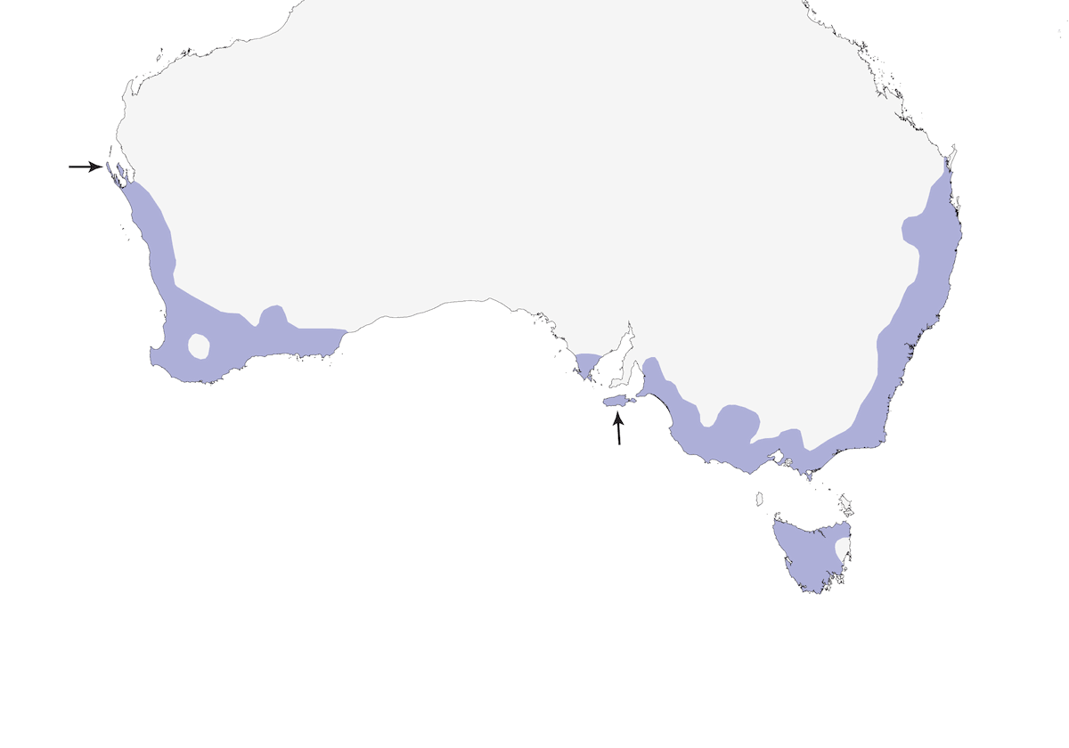 Stipituro meridionale, Distribuzione 1