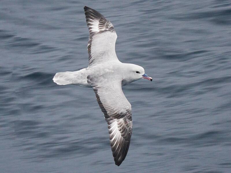 Fulmar austral