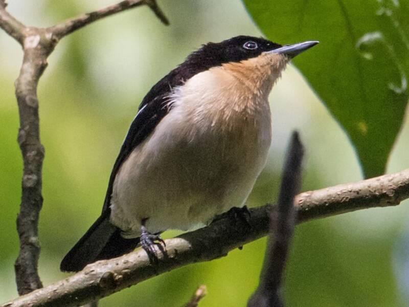 Iliota meridionale