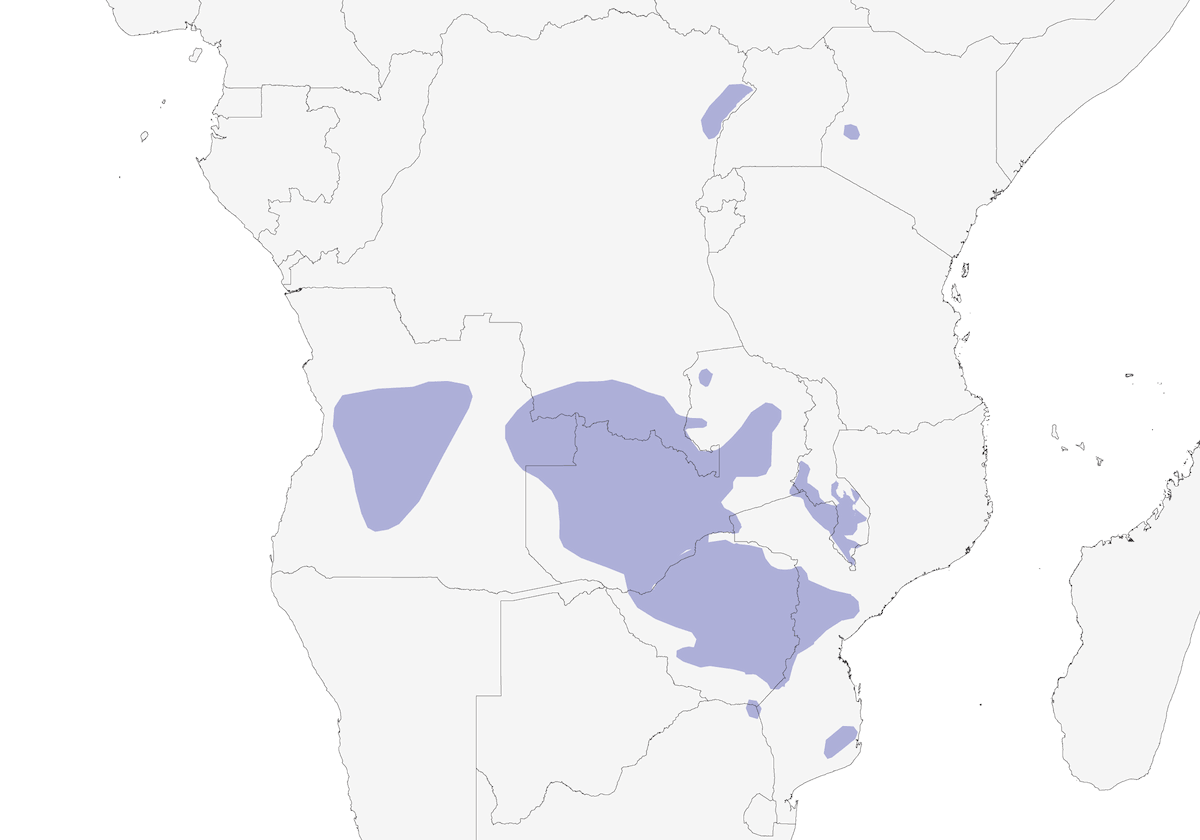 Iliota meridionale, Distribuzione 1