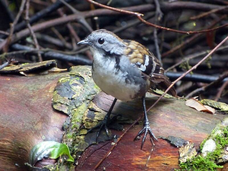 Australian Logrunner (Orthonyx temminckii)