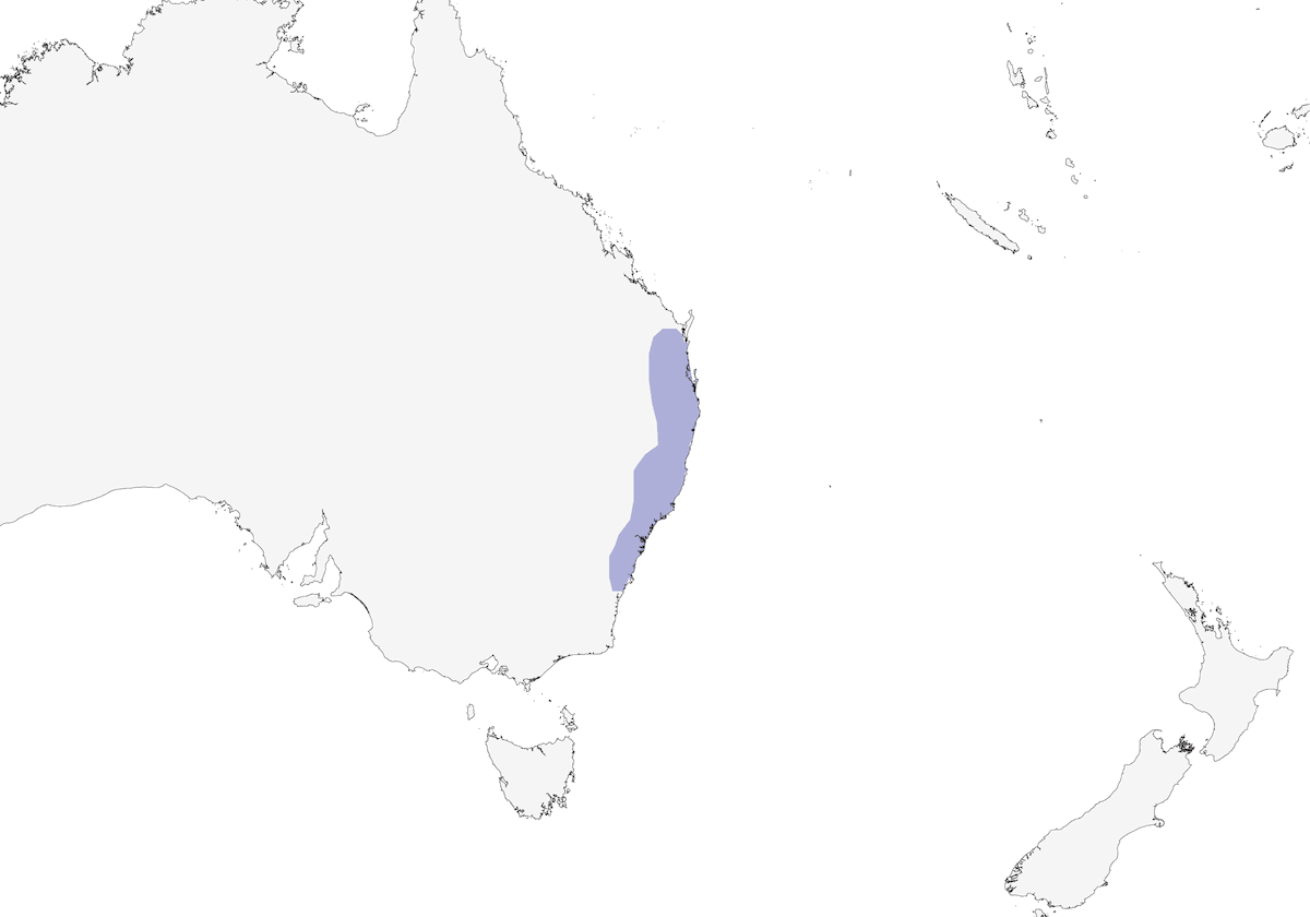 Ortònice australiano, Distribuzione 1