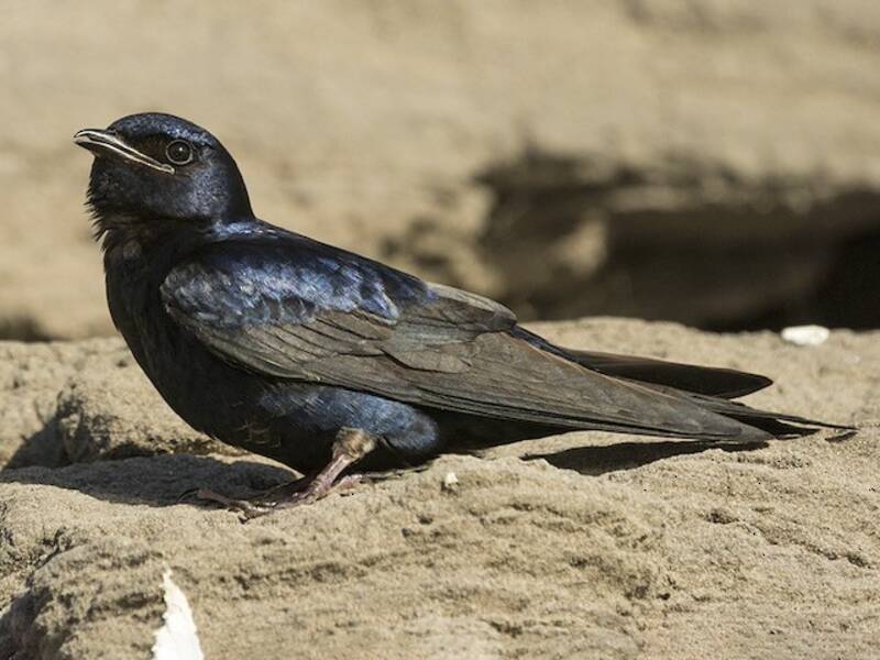 Southern Martin