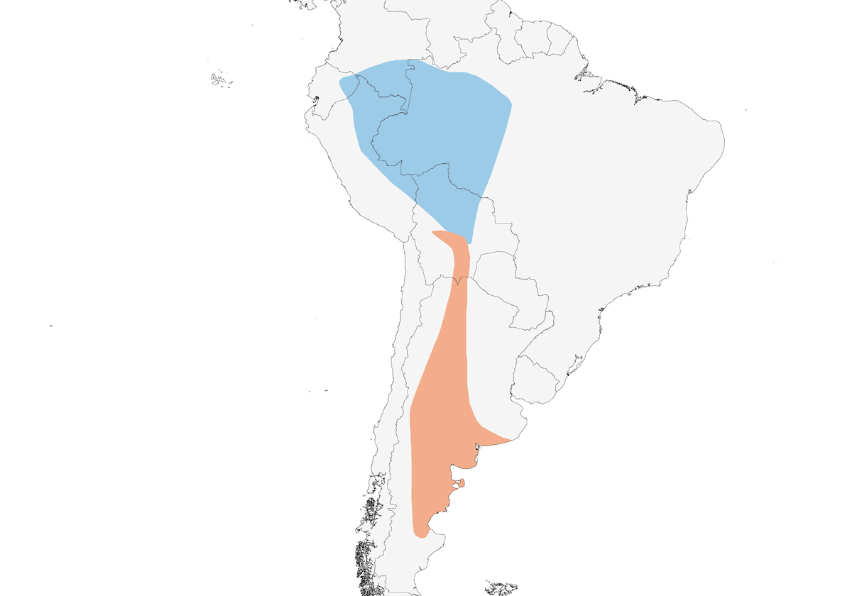 Martín meridional, Distribución 1