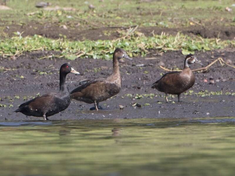 Southern Pochard, Photos 3