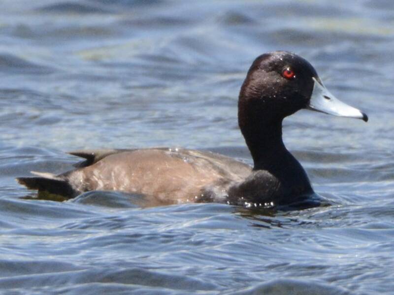 Southern Pochard, Photos 4