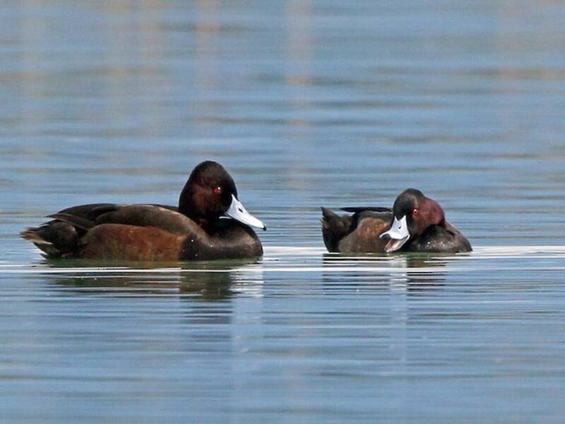 Southern Pochard, Photos 2