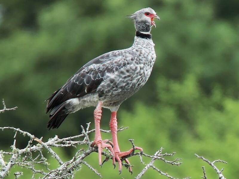 Southern Screamer, 照片 4