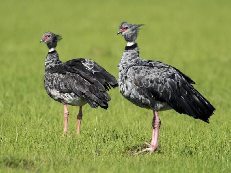 Southern Screamer, 照片 3