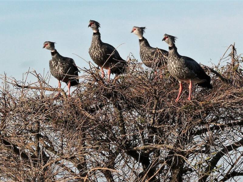 Southern Screamer, 照片 2