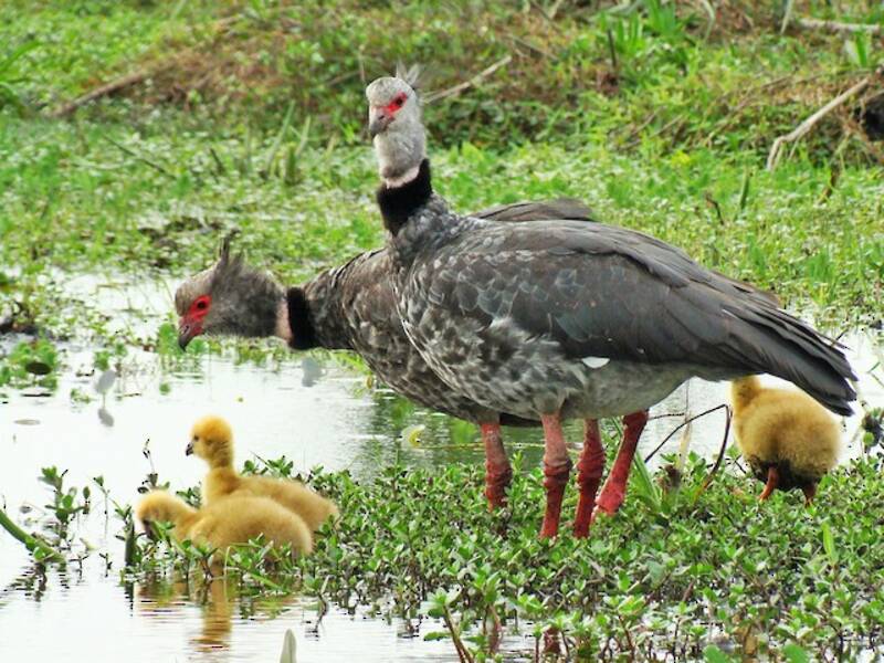 Southern Screamer (Chauna torquata)
