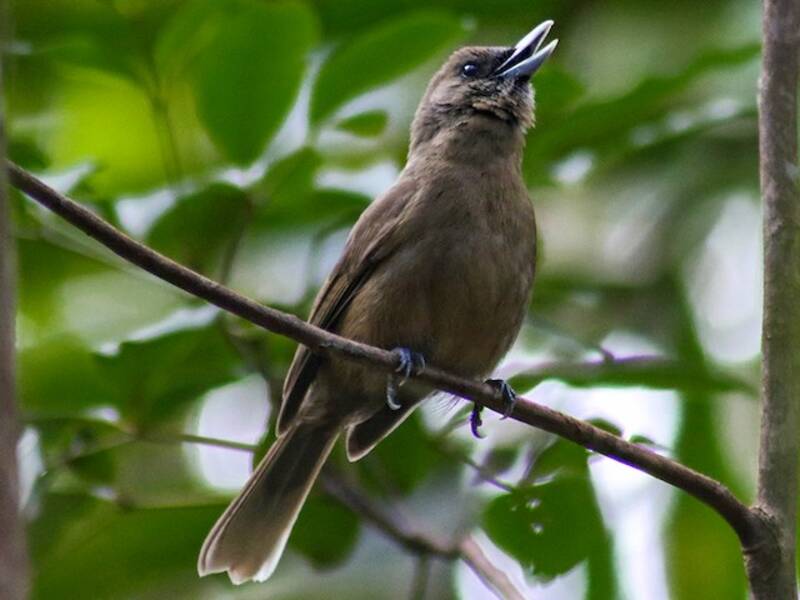 Southern Shrikebill, 照片 3
