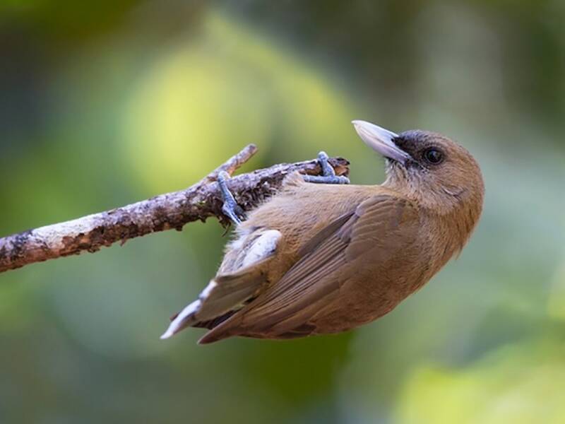 Southern Shrikebill, 照片 4