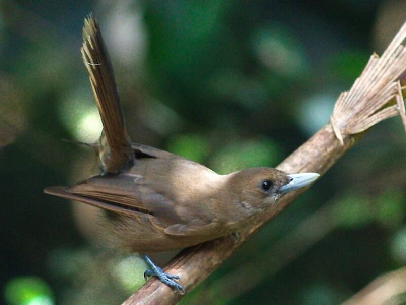 Southern Shrikebill