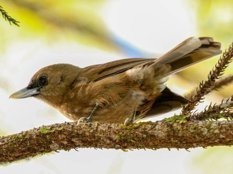 Southern Shrikebill, 照片 2