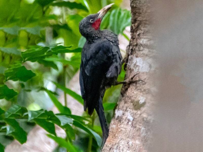 Southern Sooty-Woodpecker, Photos 2