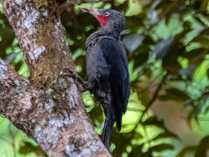 Southern Sooty-Woodpecker, Photos 3