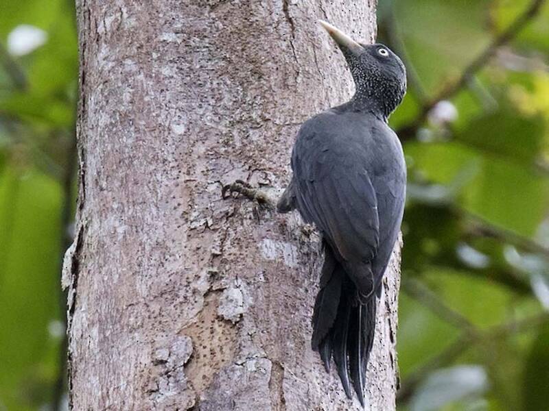 Southern Sooty-Woodpecker, Photos 4