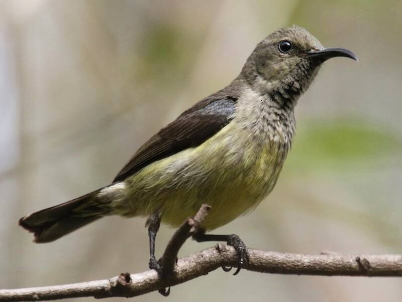 Souimanga Sunbird, 照片 4