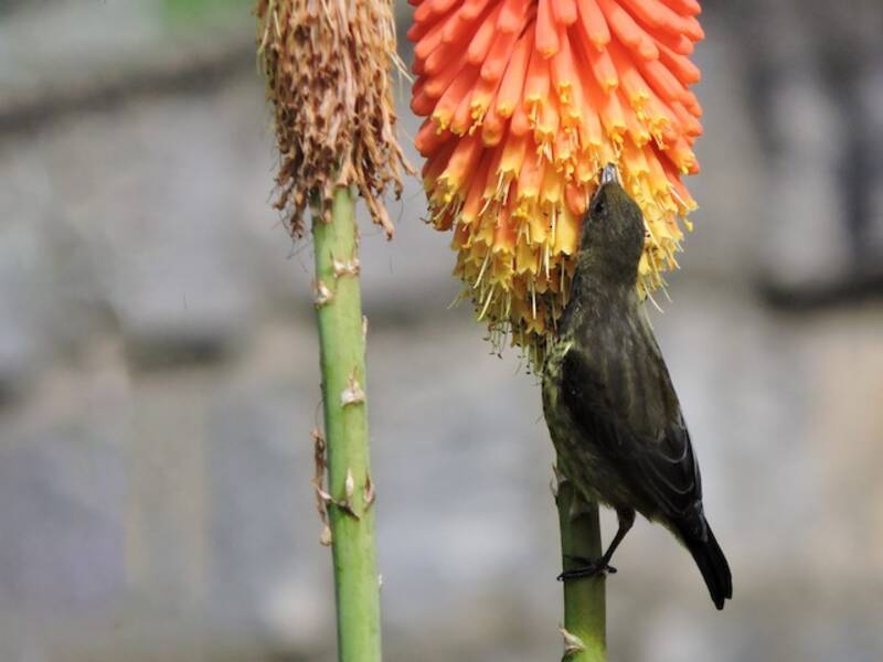 Souimanga Sunbird, 照片 3