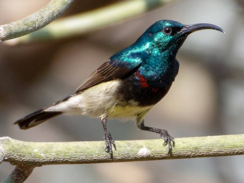 Souimanga Sunbird