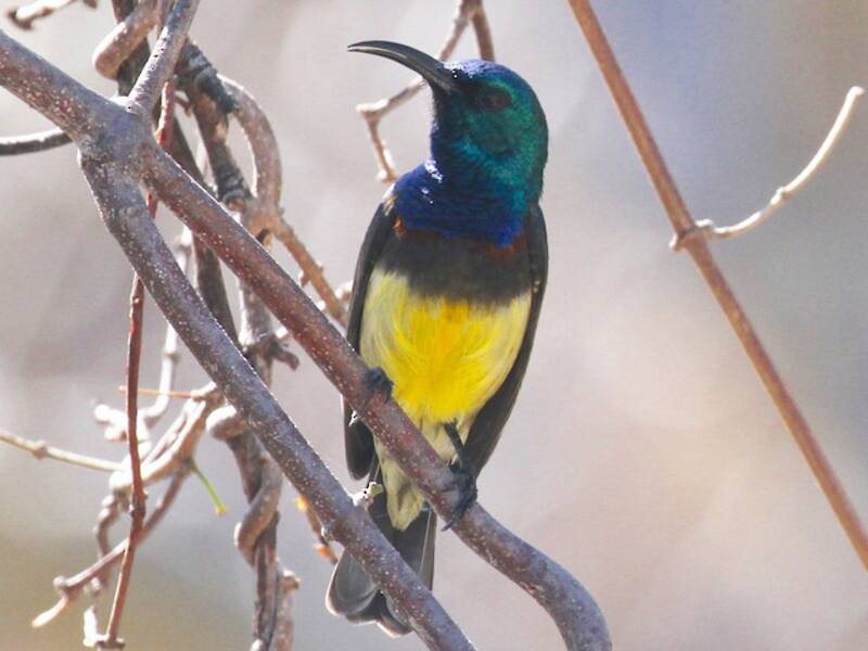 Souimanga Sunbird, 照片 2