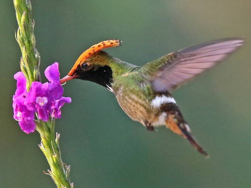 Coqueta Adornada, Fotos 4