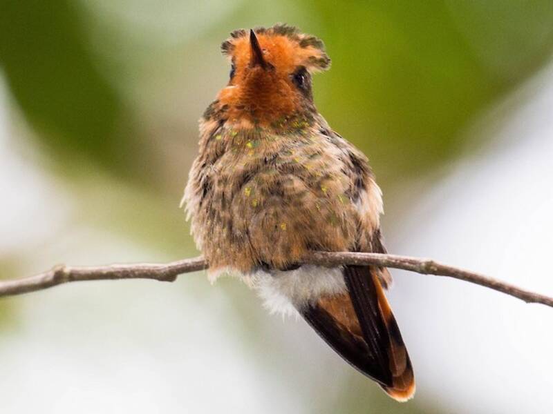 Spangled Coquette