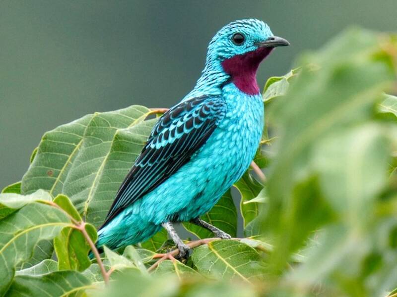 Spangled Cotinga, Photos 3