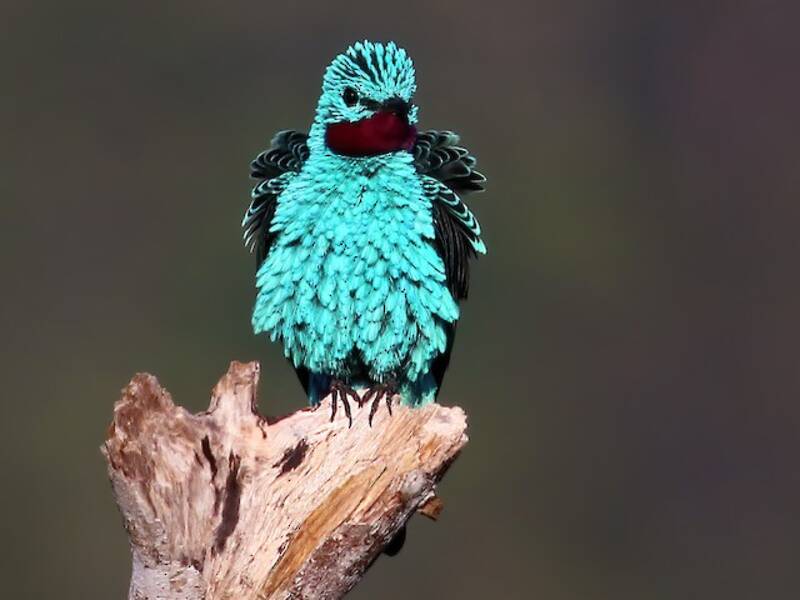 Spangled Cotinga