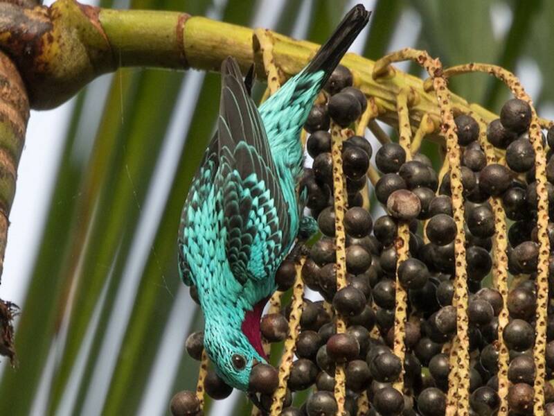 Spangled Cotinga, Photos 4