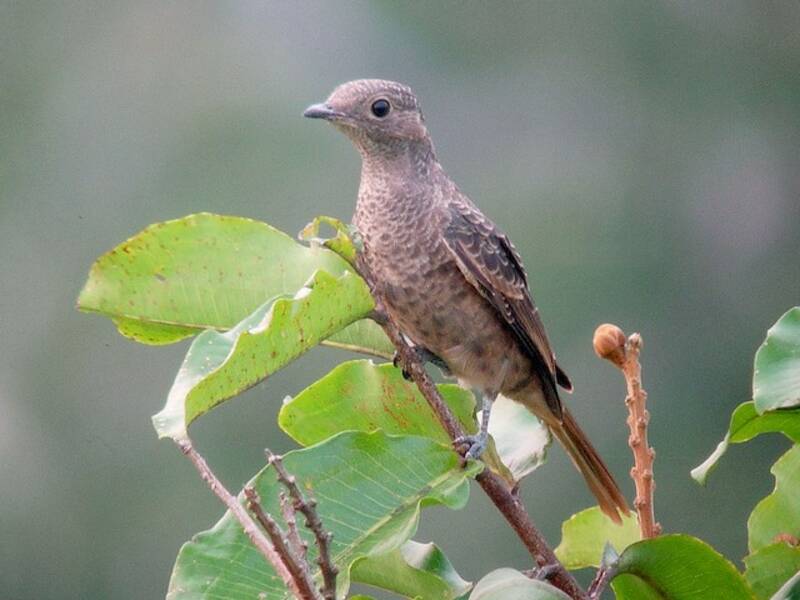 Spangled Cotinga, Photos 2